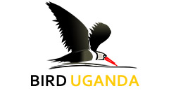 bird-uganda